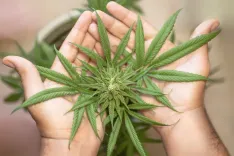 大麻草が原料の医薬品使用を可能にする改正案を今秋に提出、同時に「使用罪」新設で利用の規制強化へ